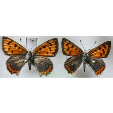 Lycaena phlaeas (Linnaeus, 1761) pair ex. ovo Slovakia3e